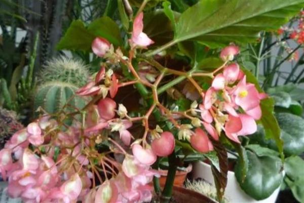 竹节海棠掉叶子的原因，可能是浇水过多所致