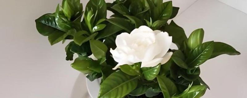 枙子花如何水培生根，最好在春季4-5月时进行