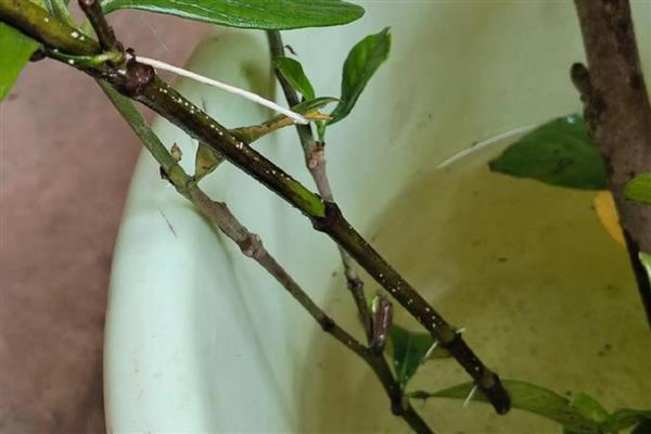 枙子花如何水培生根，最好在春季4-5月时进行