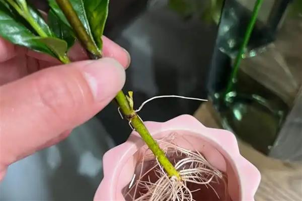 枙子花如何水培生根，最好在春季4-5月时进行