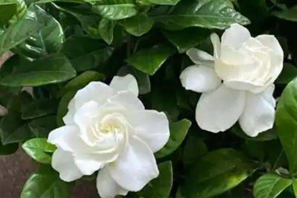 枙子花如何水培生根，最好在春季4-5月时进行