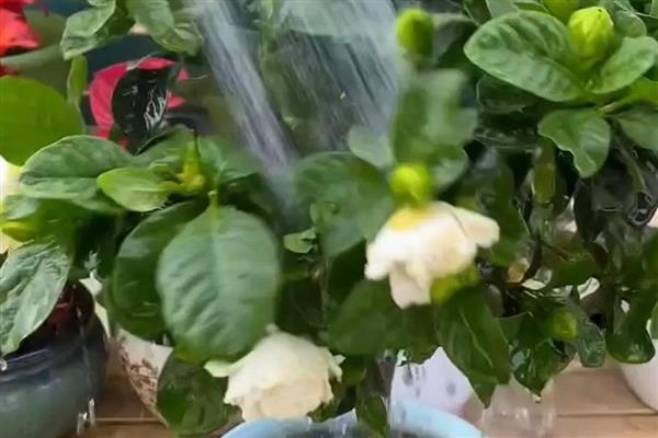 枙子花如何水培生根，最好在春季4-5月时进行