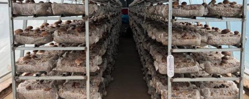 花菇的产地，产区包括东南、东北、西南产区等