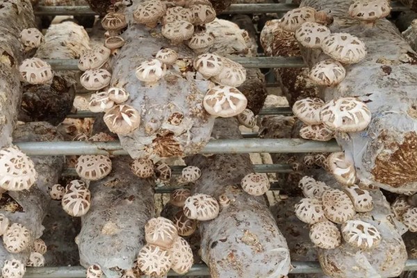 花菇的产地，产区包括东南、东北、西南产区等