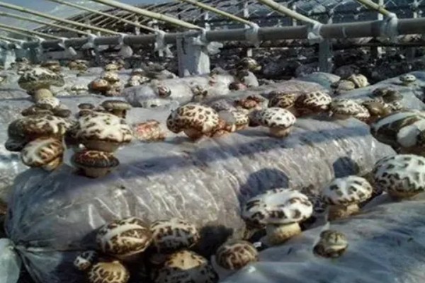 花菇的产地，产区包括东南、东北、西南产区等