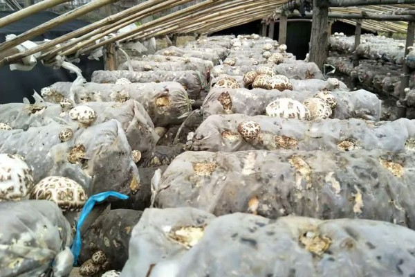 花菇的产地，产区包括东南、东北、西南产区等