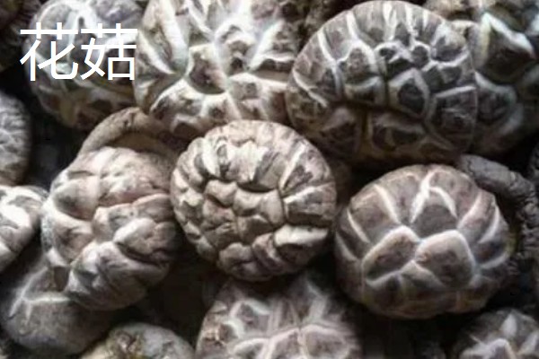 花菇的产地，产区包括东南、东北、西南产区等