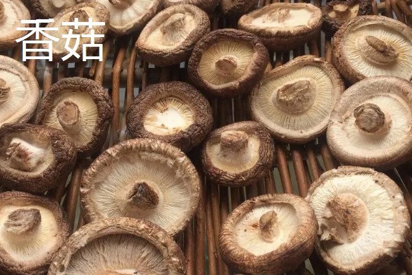 花菇的产地，产区包括东南、东北、西南产区等