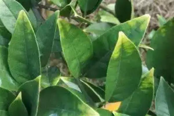 桔子树叶发黄的原因，可能是土质问题所致