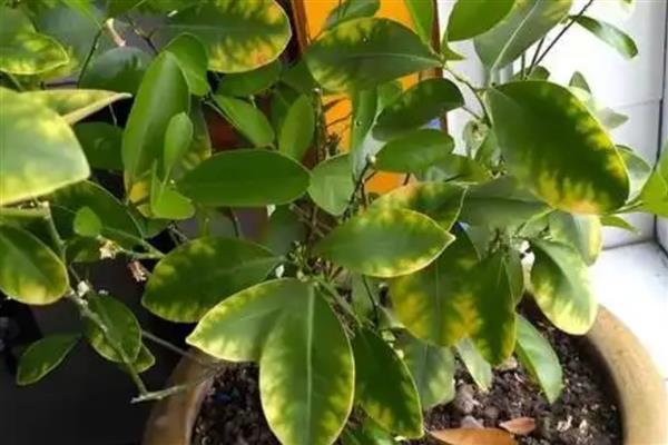 桔子树叶发黄的原因，可能是土质问题所致