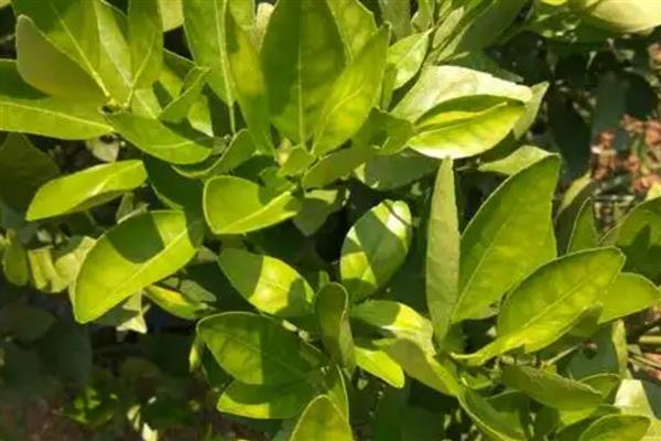 桔子树叶发黄的原因，可能是土质问题所致