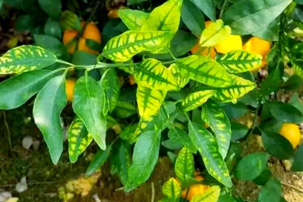桔子树叶发黄的原因，可能是土质问题所致