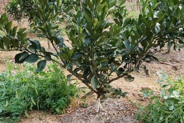 桔子树叶发黄的原因，可能是土质问题所致