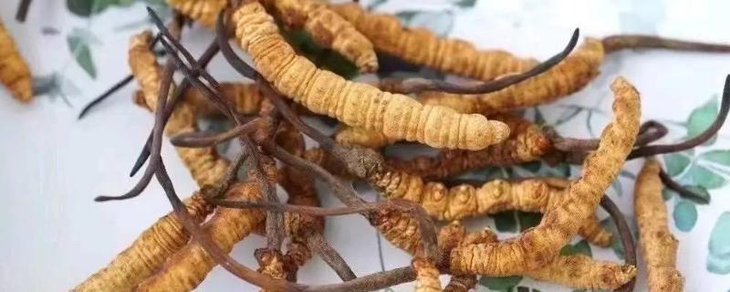 野生虫草跟人工虫草的区别，形状、生长环境不同