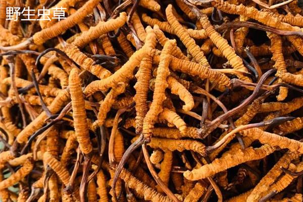 野生虫草跟人工虫草的区别，形状、生长环境不同