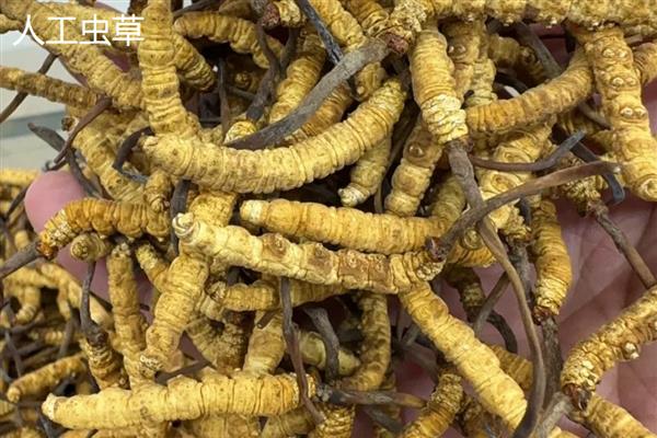 野生虫草跟人工虫草的区别，形状、生长环境不同