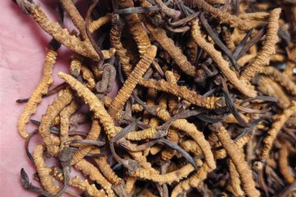 野生虫草跟人工虫草的区别，形状、生长环境不同