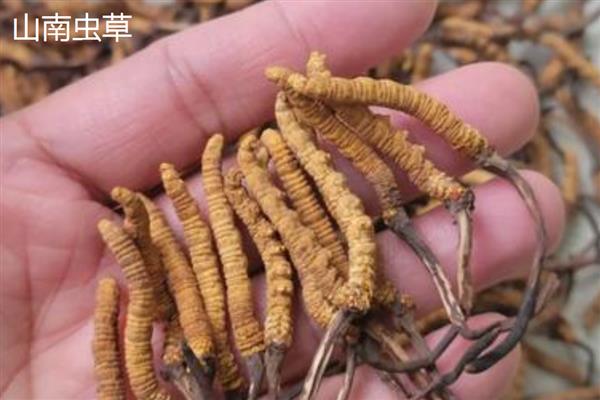 野生虫草跟人工虫草的区别，形状、生长环境不同