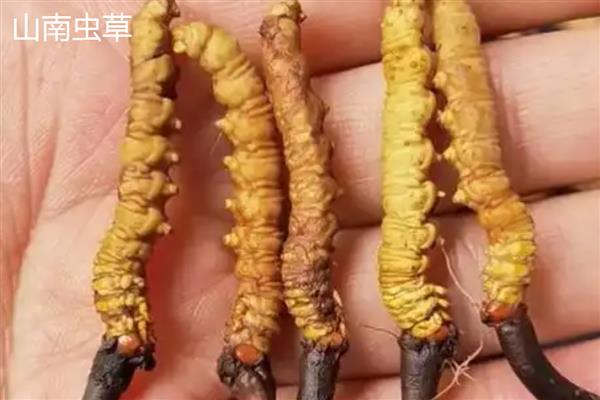 野生虫草跟人工虫草的区别，形状、生长环境不同