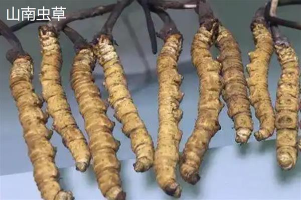 野生虫草跟人工虫草的区别，形状、生长环境不同