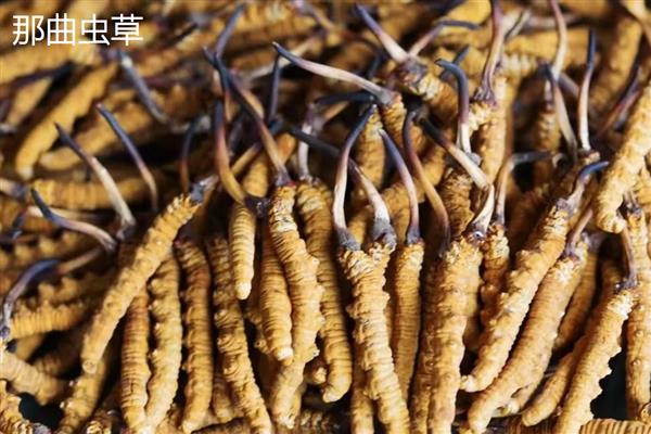 野生虫草跟人工虫草的区别，形状、生长环境不同