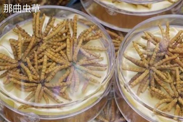 野生虫草跟人工虫草的区别，形状、生长环境不同