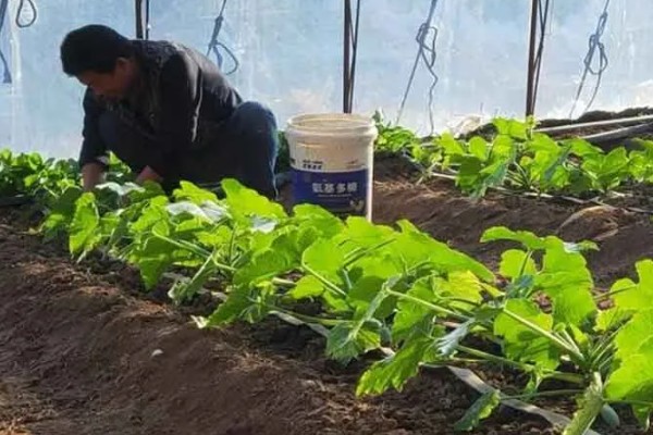 生产有机食品时为什么不能施用化肥，会造成环境污染