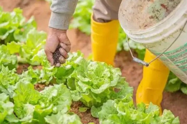 生产有机食品时为什么不能施用化肥，会造成环境污染