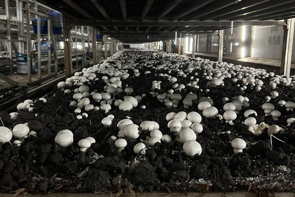 菇床冬季管理方法，喷水次数根据土粒的干湿程度而定