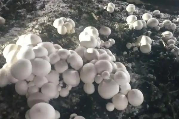 菇床冬季管理方法，喷水次数根据土粒的干湿程度而定