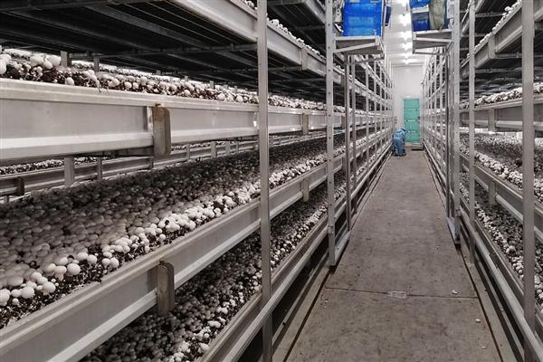 菇床冬季管理方法，喷水次数根据土粒的干湿程度而定