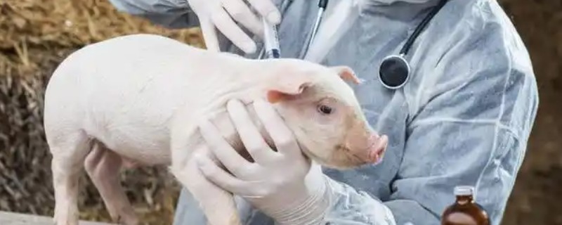 仔猪正确的三针保健，生后的3日龄内就可以打第一针