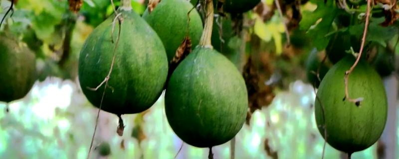 瓜蒌的播种时间，春季和秋季均可种植