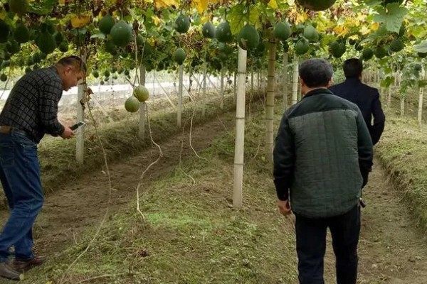 瓜蒌的播种时间，春季和秋季均可种植