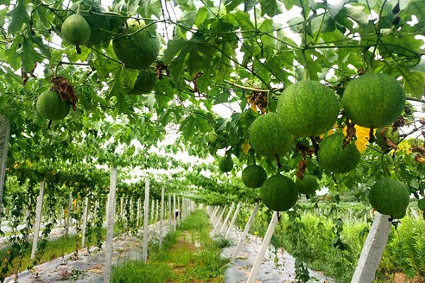 瓜蒌的播种时间，春季和秋季均可种植