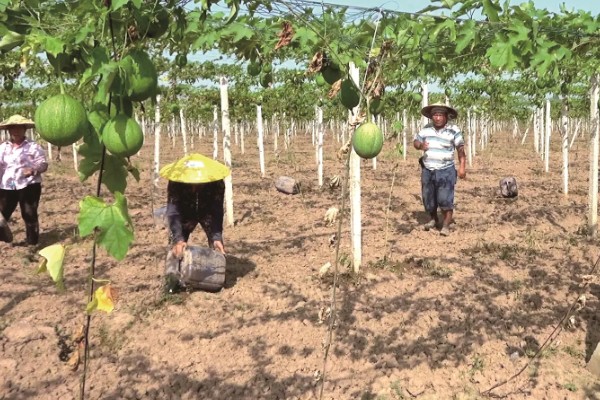 瓜蒌的播种时间，春季和秋季均可种植