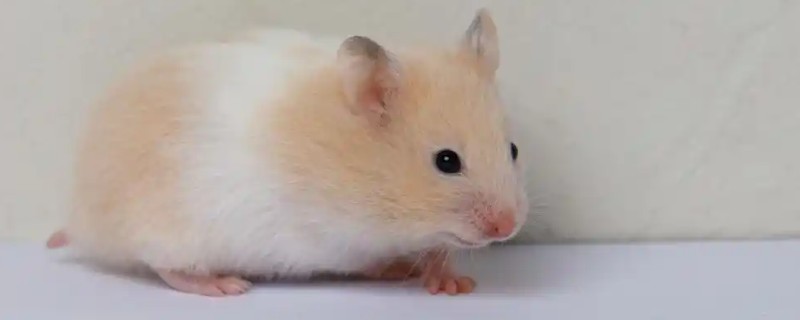 仓鼠常见疾病怎么处理，常见的有肿瘤、心脏病等
