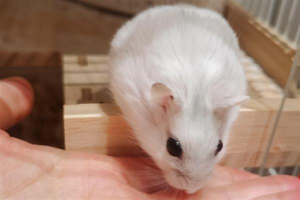 仓鼠常见疾病怎么处理，常见的有肿瘤、心脏病等