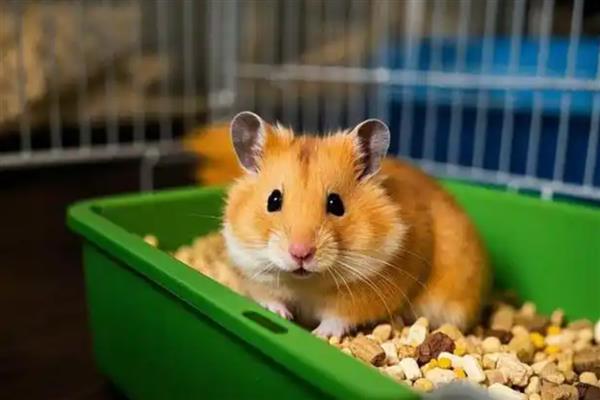 仓鼠常见疾病怎么处理，常见的有肿瘤、心脏病等