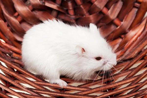 仓鼠常见疾病怎么处理，常见的有肿瘤、心脏病等