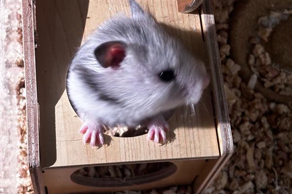 仓鼠常见疾病怎么处理，常见的有肿瘤、心脏病等