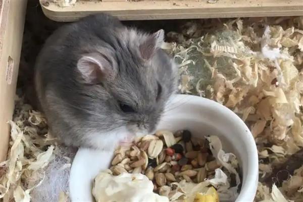 仓鼠常见疾病怎么处理，常见的有肿瘤、心脏病等