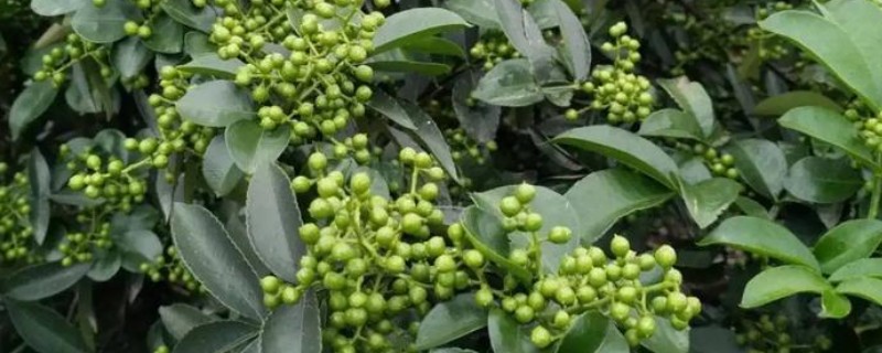 花椒的种植技术,修剪以冬剪为主、夏剪为辅