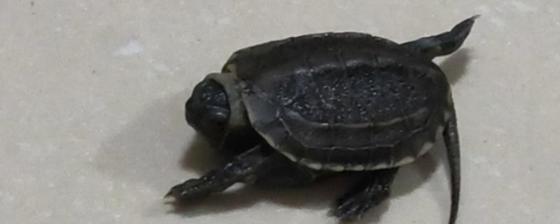 草龟嘴巴烂了还能恢复吗,大部分是可以恢复的