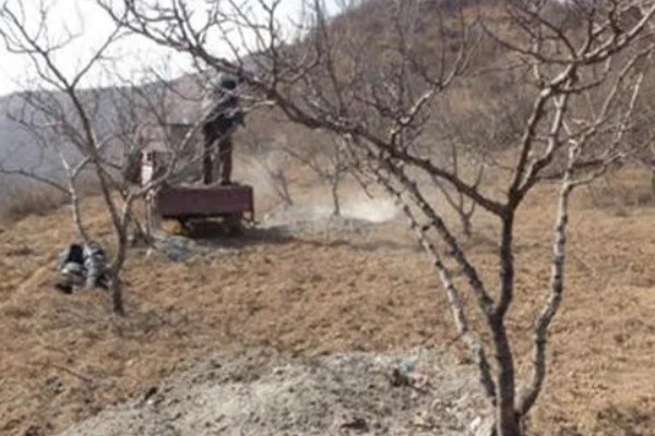 花椒的种植技术，修剪以冬剪为主、夏剪为辅