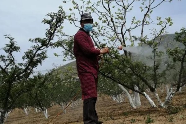 花椒的种植技术，修剪以冬剪为主、夏剪为辅