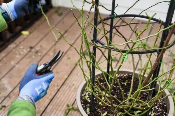 怎么修剪爬藤月季，多在冬末春初枝芽生长前修剪