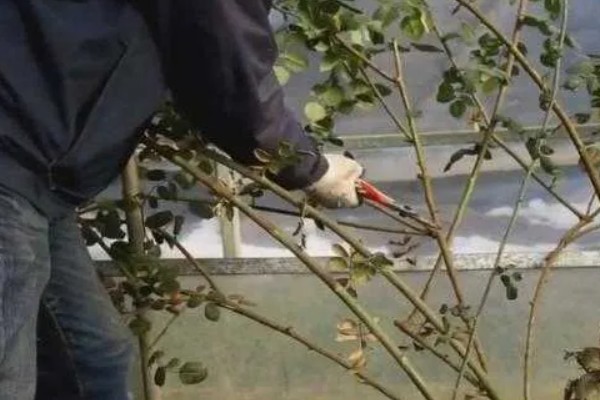 怎么修剪爬藤月季，多在冬末春初枝芽生长前修剪
