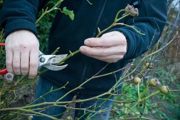 怎么修剪爬藤月季，多在冬末春初枝芽生长前修剪