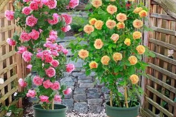 怎么修剪爬藤月季，多在冬末春初枝芽生长前修剪